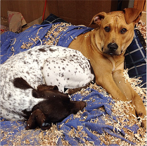 @amy_grigg_ | 'Ripley and Leo' | Amy Grigg (Rochester, NY)