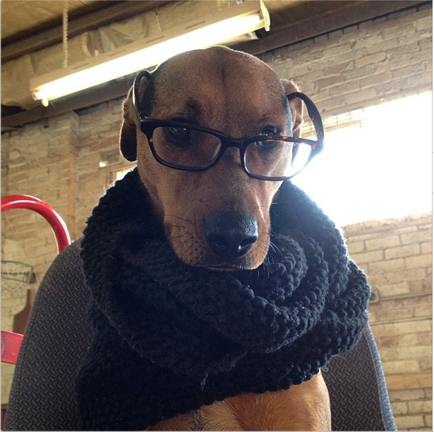 @treehorndesign | 'Hipster Dog' | TreeHorn Design (Melbourne)